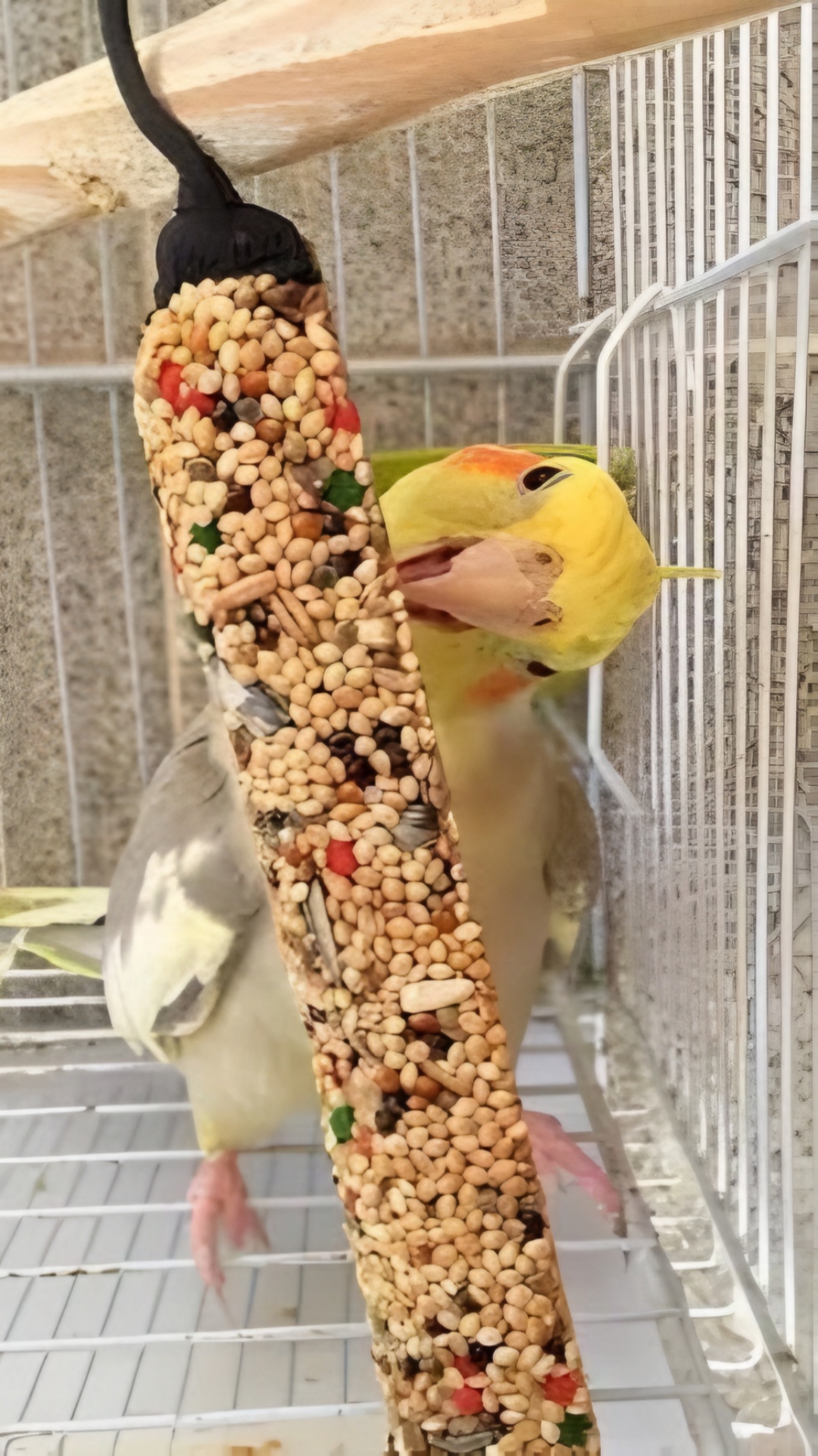 استیک تشویقی عسلی